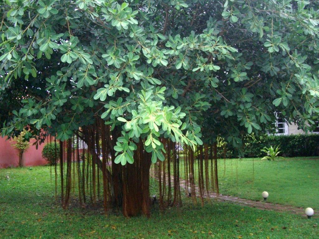 Pictory Garden Resort Sattahip Εξωτερικό φωτογραφία